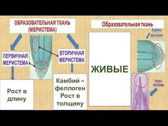 Камбий = феллоген Рост в толщину Рост в длину ЖИВЫЕ