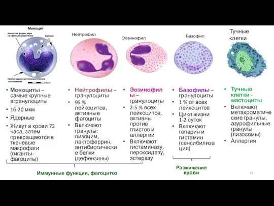 Моноциты – самые крупные агранулоциты 16-20 мкм Ядерные Живут в крови 72