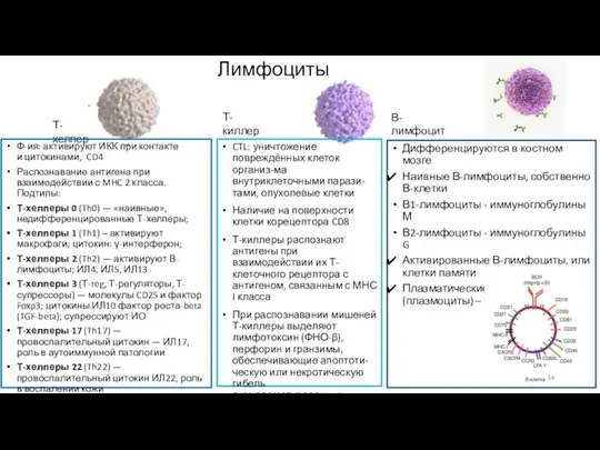 Т-киллер CTL: уничтожение повреждённых клеток организ-ма внутриклеточными парази-тами, опухолевые клетки Наличие на