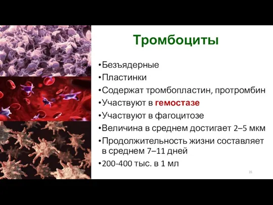 Тромбоциты Безъядерные Пластинки Содержат тромбопластин, протромбин Участвуют в гемостазе Участвуют в фагоцитозе