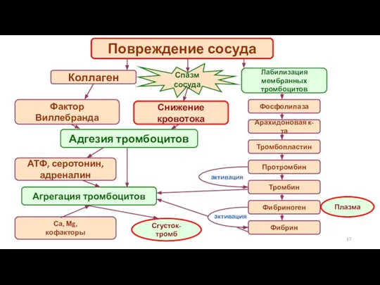 Повреждение сосуда Коллаген Фактор Виллебранда Спазм сосуда Адгезия тромбоцитов АТФ, серотонин, адреналин