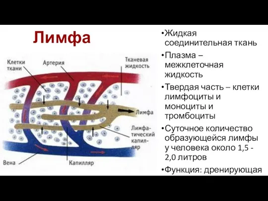 Лимфа Жидкая соединительная ткань Плазма – межклеточная жидкость Твердая часть – клетки