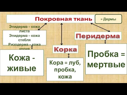 = Дермы Эпидерма – кожа листа Эпидерма – кожа стебля Ризодерма –