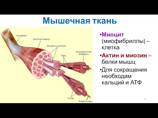 Мышечная ткань Миоцит (миофибриллы) – клетка Актин и миозин – белки мышц