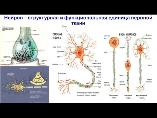 Нейрон – структурная и функциональная единица нервной ткани Тело