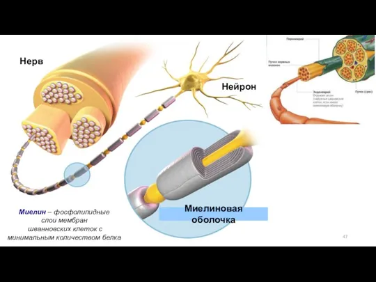 Нерв Нейрон Миелиновая оболочка Миелин – фосфолипидные слои мембран шванновских клеток с минимальным количеством белка