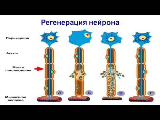 Регенерация нейрона