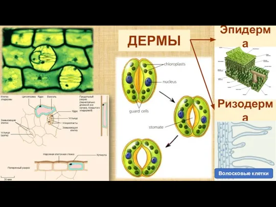 ДЕРМЫ Эпидерма Ризодерма Волосковые клетки