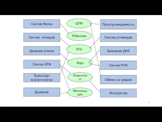 Синтез белка Синтез липидов Деление клетки Синтез АТФ Транспорт внутри клетки Дыхание