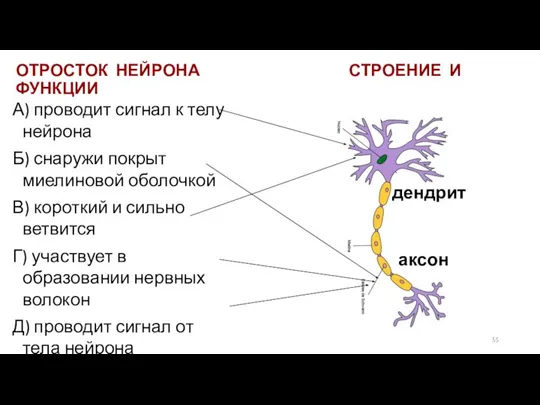 ОТРОСТОК НЕЙРОНА СТРОЕНИЕ И ФУНКЦИИ А) проводит сигнал к телу нейрона Б)