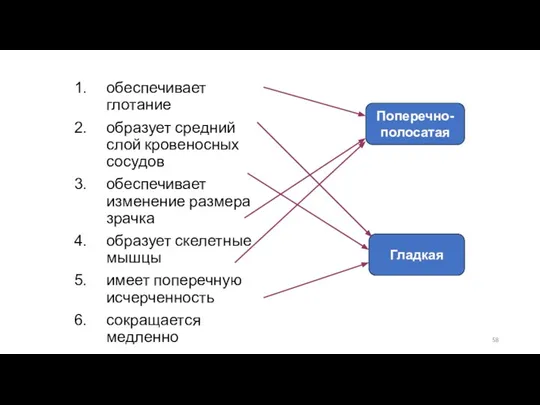 обеспечивает глотание образует средний слой кровеносных сосудов обеспечивает изменение размера зрачка образует