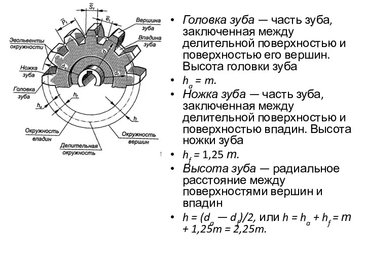 Головка зуба — часть зуба, заключенная между делительной поверхностью и поверхностью его