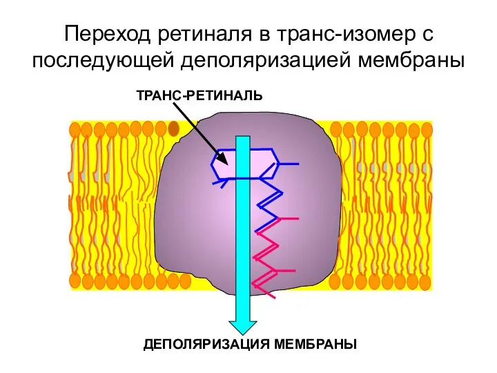 Переход ретиналя в транс-изомер с последующей деполяризацией мембраны ДЕПОЛЯРИЗАЦИЯ МЕМБРАНЫ ТРАНС-РЕТИНАЛЬ