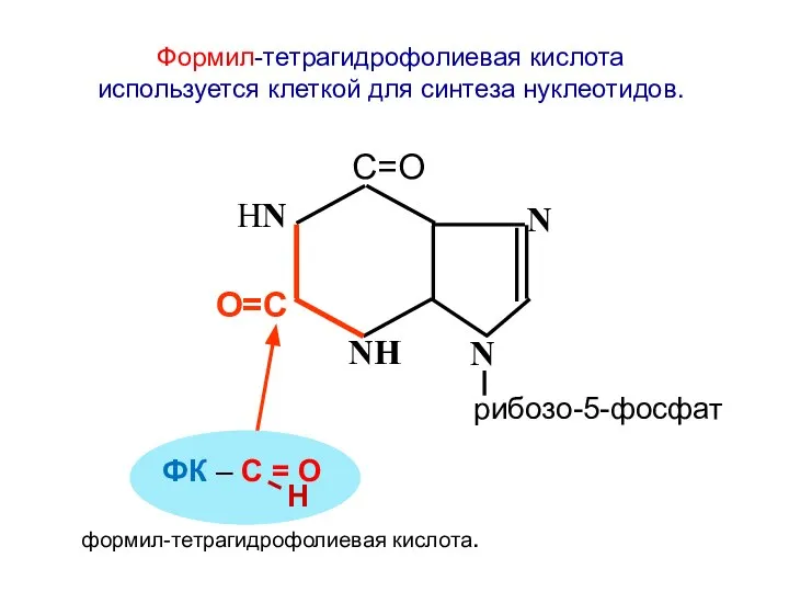 NН N НN N С=О О=С рибозо-5-фосфат Формил-тетрагидрофолиевая кислота используется клеткой для