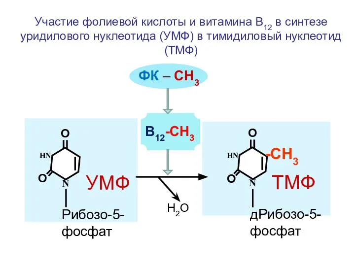 N НN О О N НN О О -СН3 УМФ ТМФ Участие