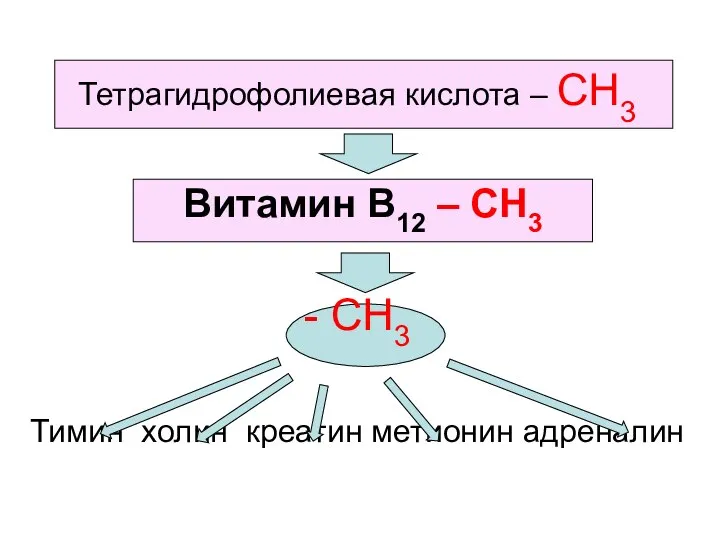 Тетрагидрофолиевая кислота – СН3 - СН3 Тимин холин креатин метионин адреналин Витамин В12 – СН3