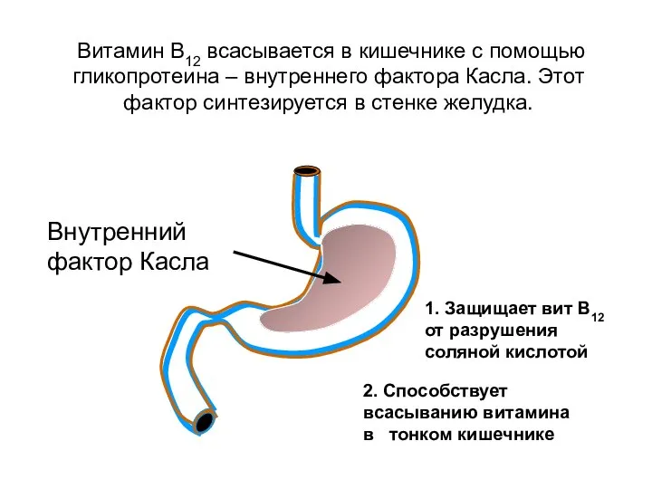 Внутренний фактор Касла 1. Защищает вит В12 от разрушения соляной кислотой 2.