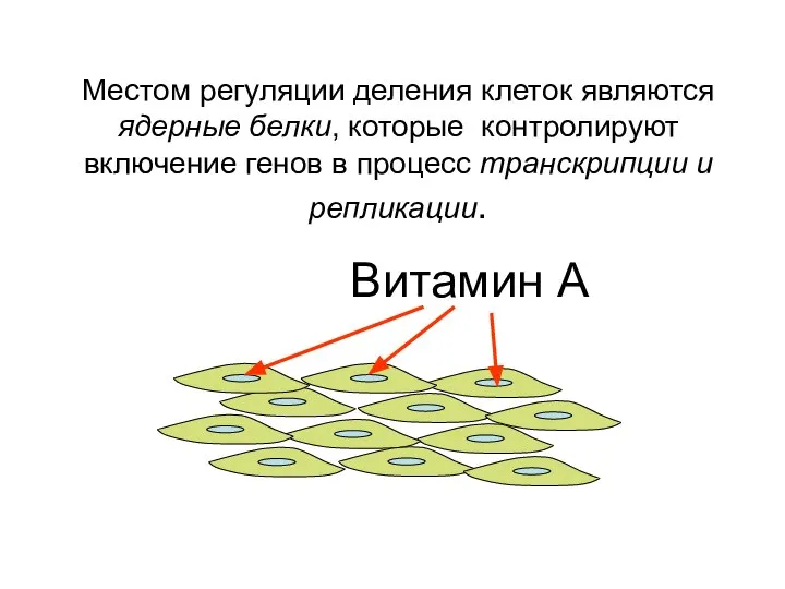 Витамин А Местом регуляции деления клеток являются ядерные белки, которые контролируют включение