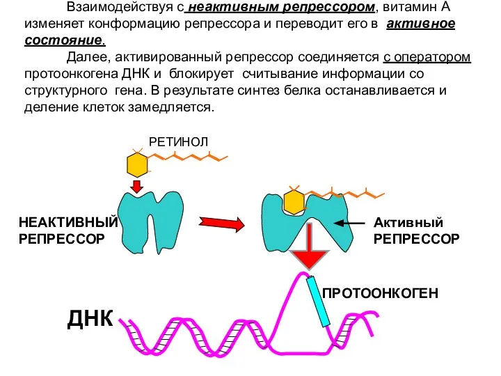 Взаимодействуя с неактивным репрессором, витамин А изменяет конформацию репрессора и переводит его