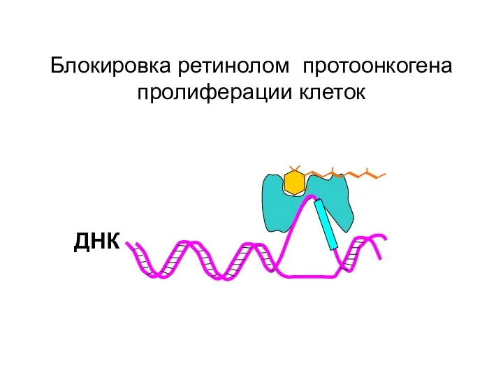 Блокировка ретинолом протоонкогена пролиферации клеток ДНК