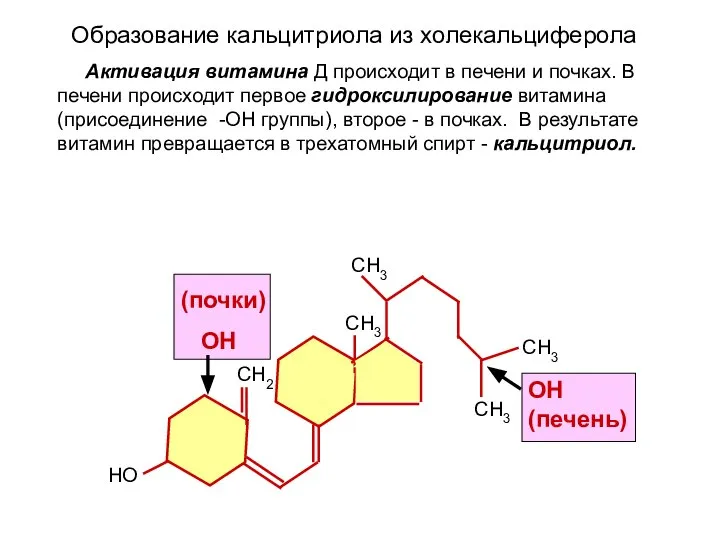 СН3 СН3 СН3 СН3 СН2 НО Образование кальцитриола из холекальциферола ОН (печень)