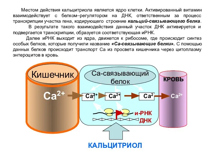 Местом действия кальцитриола является ядро клетки. Активированный витамин взаимодействует с белком–регулятором на