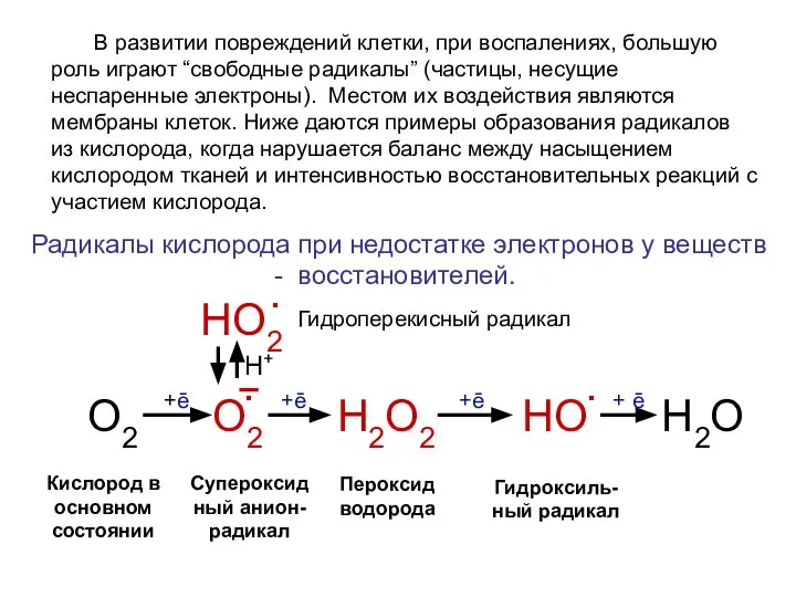 О2 О2 Н2О2 НО Н2О . . Кислород в основном состоянии Супероксидный