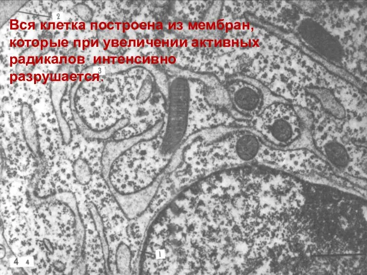 Вся клетка построена из мембран, которые при увеличении активных радикалов интенсивно разрушается.