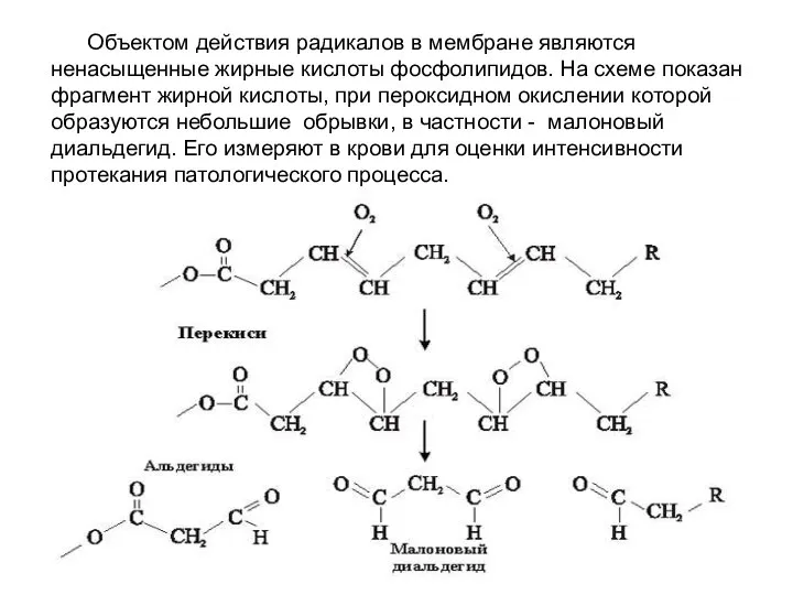 Объектом действия радикалов в мембране являются ненасыщенные жирные кислоты фосфолипидов. На схеме