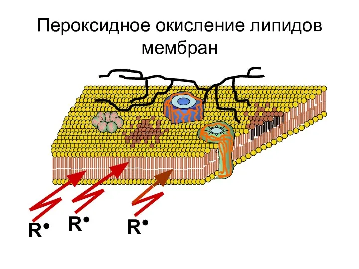 Пероксидное окисление липидов мембран R● R● R●