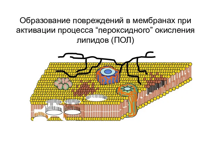 Образование повреждений в мембранах при активации процесса “пероксидного” окисления липидов (ПОЛ)