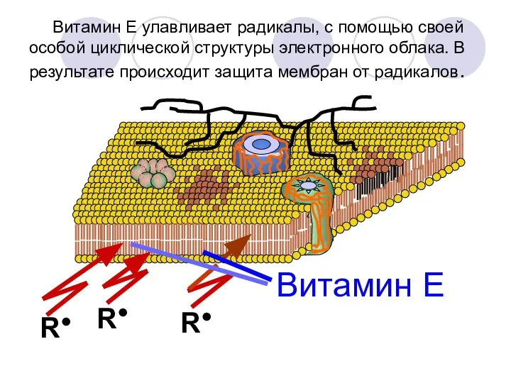 Витамин Е улавливает радикалы, с помощью своей особой циклической структуры электронного облака.