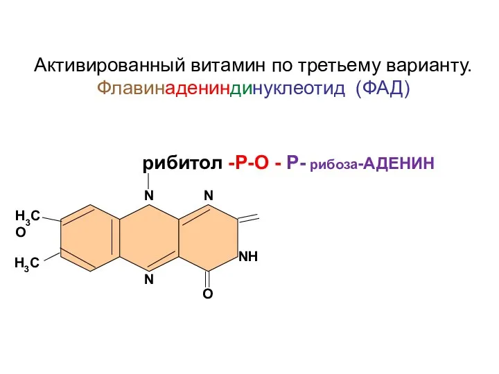 N N Н3С О NH Н3С N O рибитол -Р-О - Р-