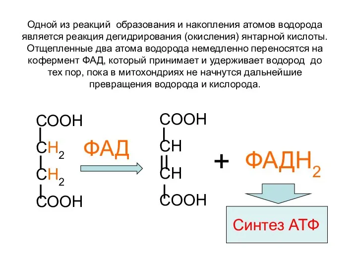 СООН СН2 СН2 СООН ФАД СООН СН СН СООН + ФАДН2 Одной