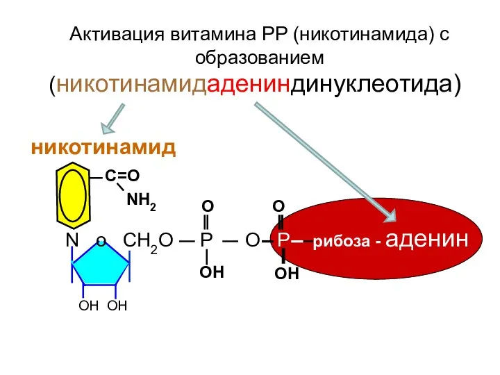 N o CH2O Р О Р - рибоза - аденин NH2 C=О