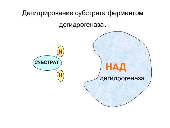 СУБСТРАТ Н Н Дегидрирование субстрата ферментом дегидрогеназа. НАД дегидрогеназа