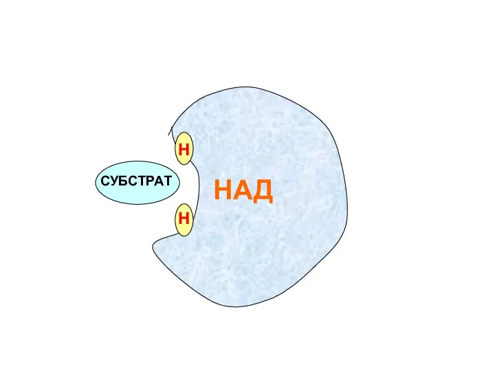 СУБСТРАТ Н Н НАД