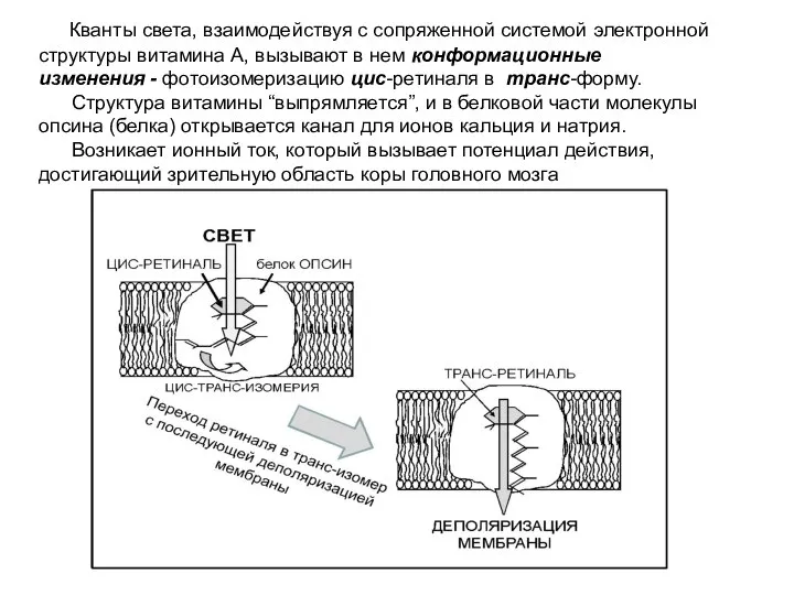 Кванты света, взаимодействуя с сопряженной системой электронной структуры витамина А, вызывают в