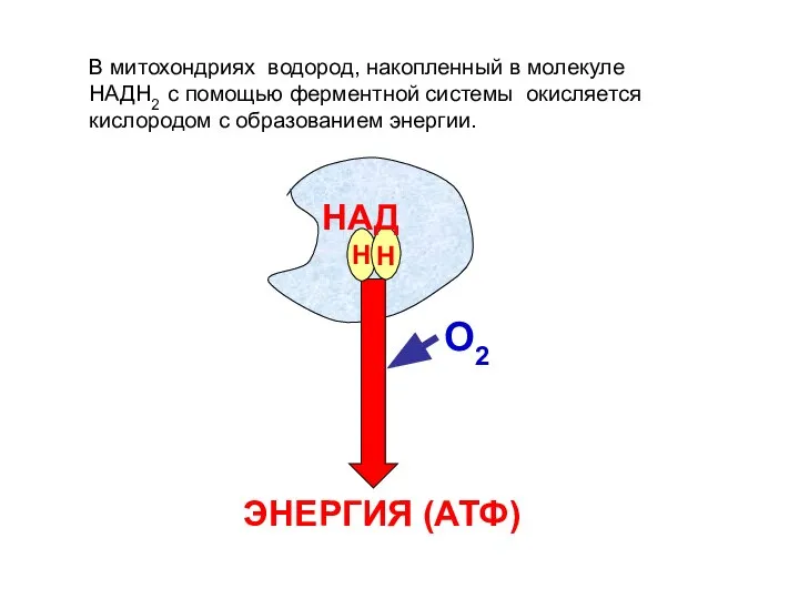 О2 НАД ЭНЕРГИЯ (АТФ) Н Н В митохондриях водород, накопленный в молекуле