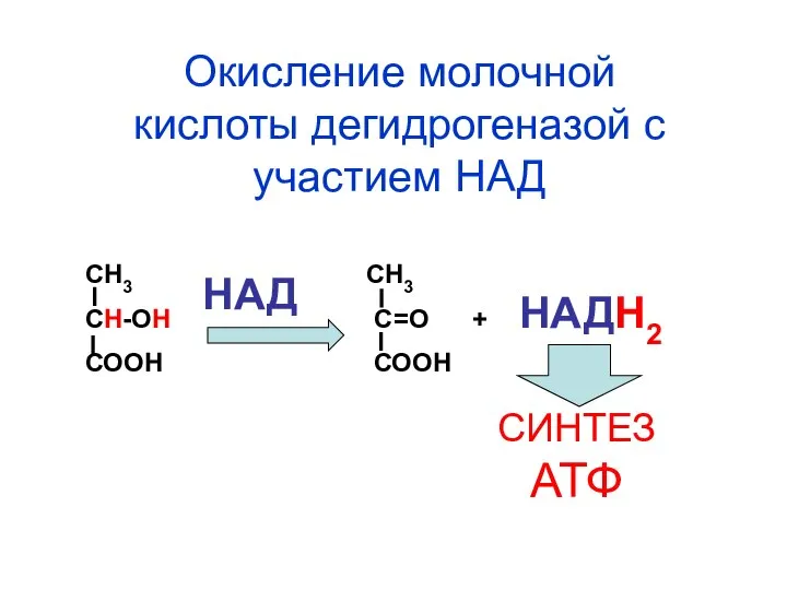 СН3 СН3 СН-ОН С=О + СООН СООН НАД НАДН2 СИНТЕЗ АТФ Окисление