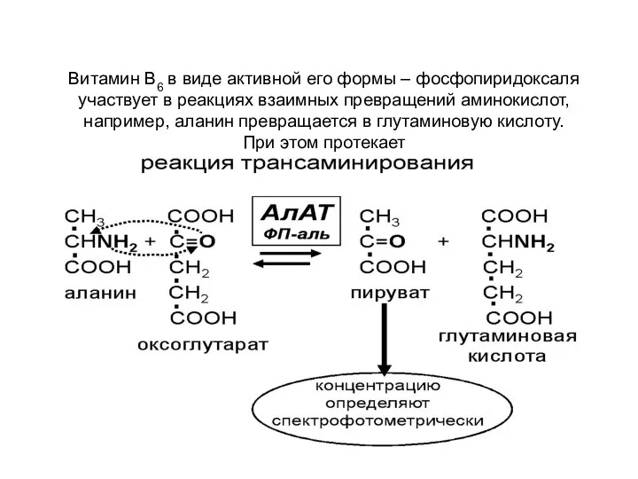 Витамин В6 в виде активной его формы – фосфопиридоксаля участвует в реакциях