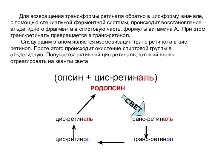 РОДОПСИН цис-ретиналь транс-ретиналь цис-ретинол транс-ретинол (опсин + цис-ретиналь) СВЕТ Для возвращения транс-формы