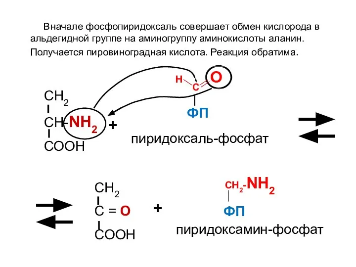 Н О С СН2-NH2 пиридоксамин-фосфат Вначале фосфопиридоксаль совершает обмен кислорода в альдегидной