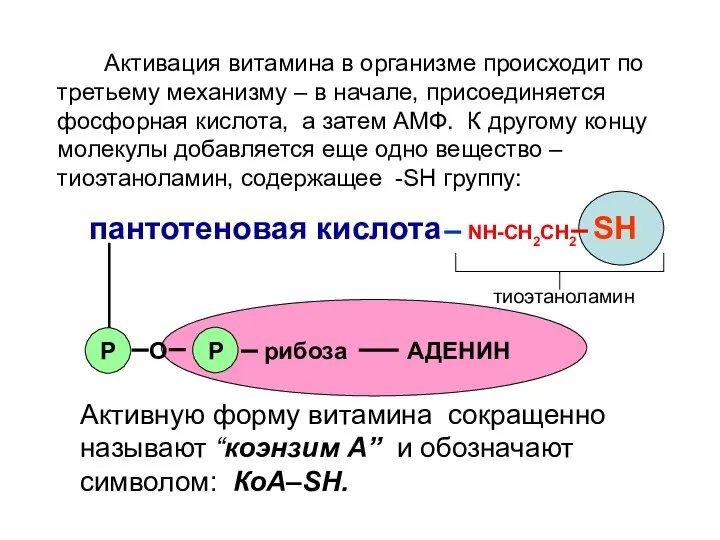 пантотеновая кислота NH-СН2СН2 SH Р О Р рибоза АДЕНИН Активация витамина в