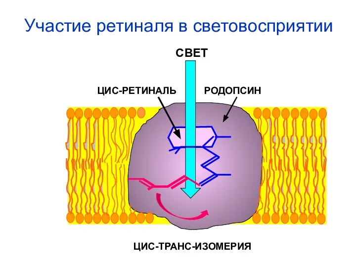 СВЕТ ЦИС-РЕТИНАЛЬ РОДОПСИН ЦИС-ТРАНС-ИЗОМЕРИЯ Участие ретиналя в световосприятии