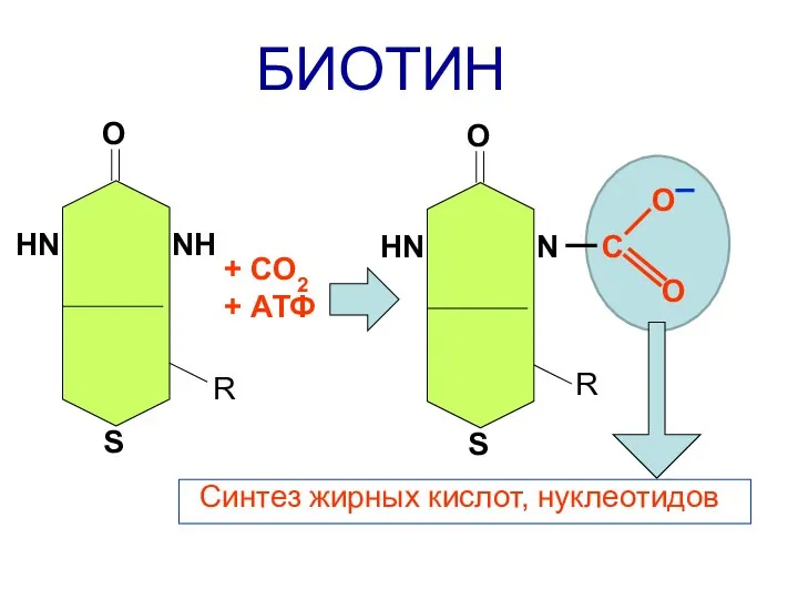 О НN NН S БИОТИН О НN N С S + СО2