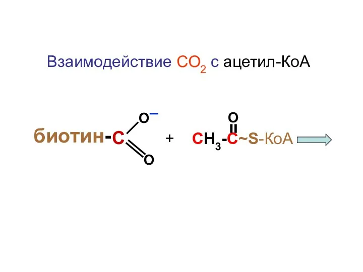 Взаимодействие СО2 с ацетил-КоА + СН3-С~S-КоА О О биотин- С О