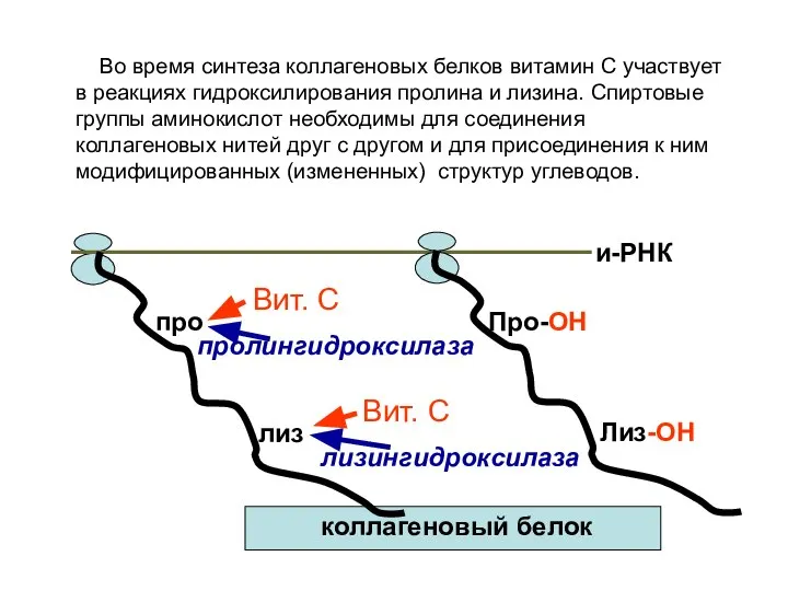 про лиз Про-ОН Лиз-ОН пролингидроксилаза лизингидроксилаза Вит. С Вит. С и-РНК коллагеновый