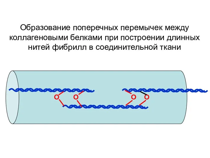 О О О О Образование поперечных перемычек между коллагеновыми белками при построении