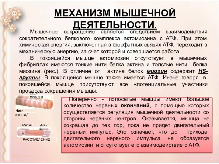 МЕХАНИЗМ МЫШЕЧНОЙ ДЕЯТЕЛЬНОСТИ. Мышечное сокращение является следствием взаимодействия сократительного белкового комплекса актомиозина